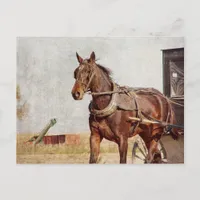 Kalona, Iowa Amish Horse and Buggy Postcard