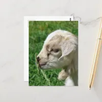 Flower the Baby Goat Postcard