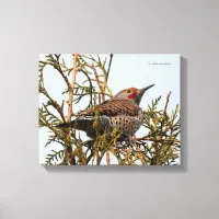 Red-Shafted Northern Flicker in a Tree Canvas Print