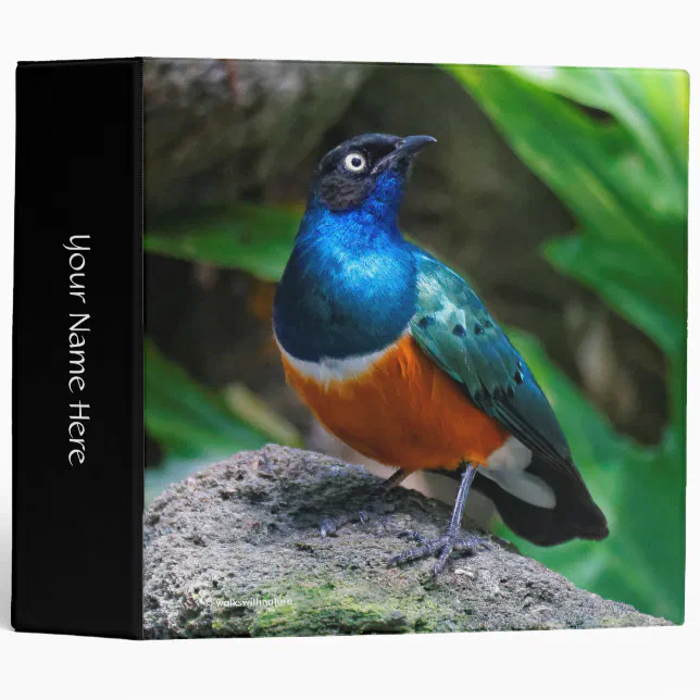 A Stunning African Superb Starling Songbird 3 Ring Binder