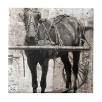 Amish horse grunge tile