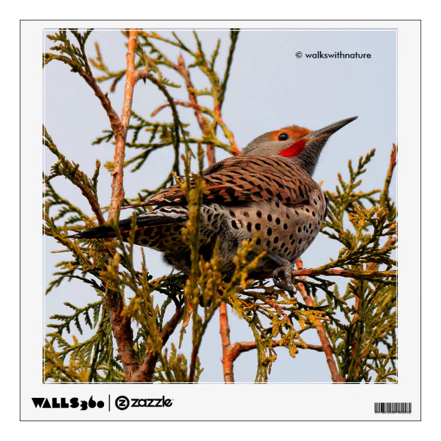 Red-Shafted Northern Flicker in a Tree Wall Sticker