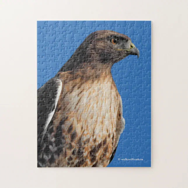 Magnificent Red-Tailed Hawk in the Sun Jigsaw Puzzle