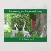Cardinal  saying Hello and Miss You Postcard