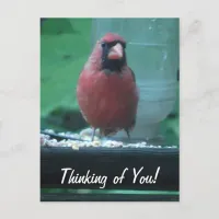 Thinking of You Cardinal Postcard