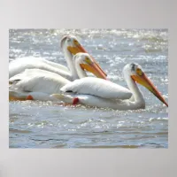 White American Pelicans Photography Poster