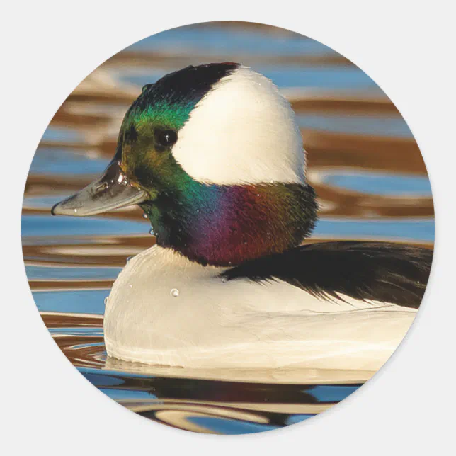 Male Bufflehead Duck in the Afternoon Sun Classic Round Sticker