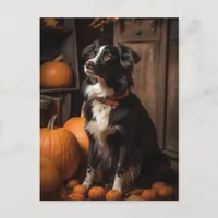 Border Collie Autumn Pumpkins Postcard