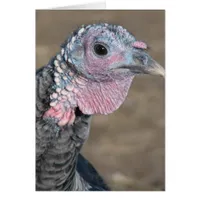 My Pet Turkey
