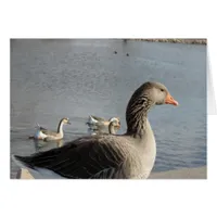 Geese in the Park