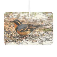 Beautiful Varied Thrush Songbird in the Snow Air Freshener