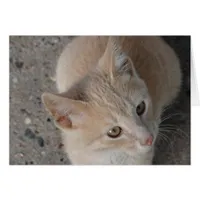 Kitten