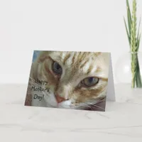 Happy Mother's Day from Cat Card