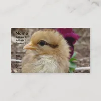 Chick in the Garden Business Card