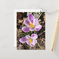 Purple Crocus First Flowers of Spring 2026 Postcard