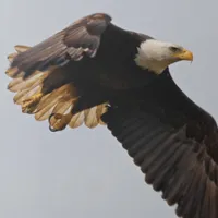 WWN Breathtaking Bald Eagle Takes to the Sky