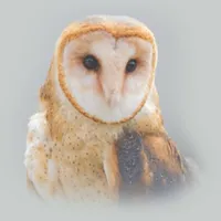 WWN Vignetted Profile of a Beautiful Serene Barn Owl