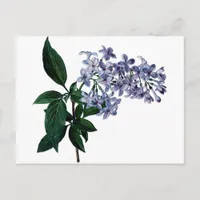 Vintage lilac postcard