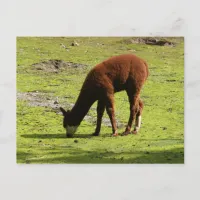 Fluffy brown Llama grazing Postcard