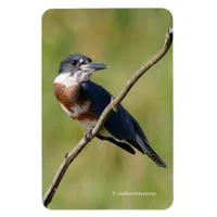 Female Belted Kingfisher Out on a Limb Magnet