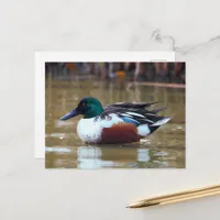 Northern Shoveler Duck at the Pond Postcard