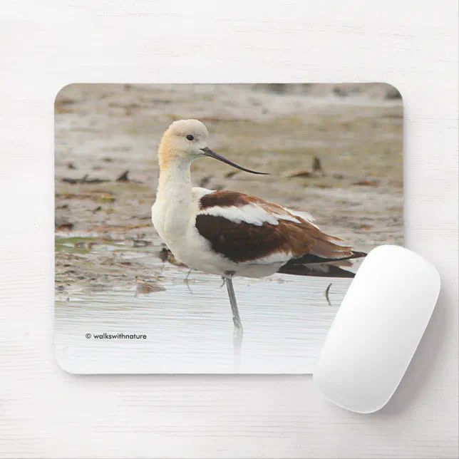 Stunning American Avocet Wading Bird at the Beach Mouse Pad