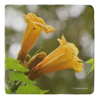 Elegant Yellow Trumpet Vine Flowers Trivet