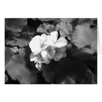 Flower in Black and White