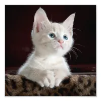 Adorable White Kitten with Blue Eyes & Pink Nose Photo Print