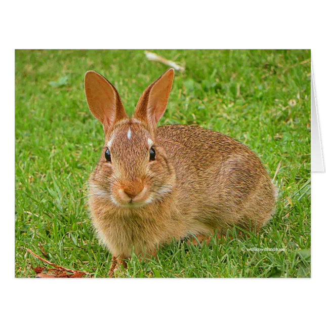 Cute Bunny Chewing Greens on the Golf Fairway