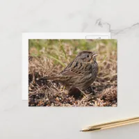 Cute Spunky Lincoln's Sparrow Songbird Postcard