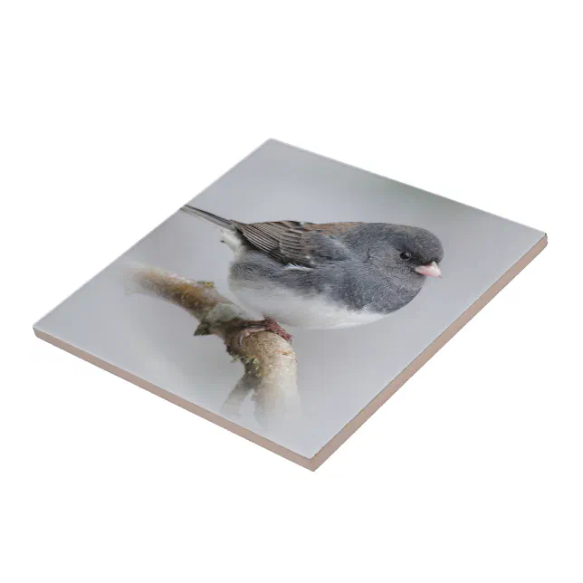 Slate-Colored Dark-Eyed Junco on the Pear Tree Ceramic Tile