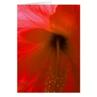 Red Hibiscus Flower