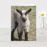 Adorable Baby Goat Card