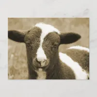 Tiny Postcard