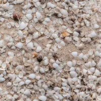 Beach Sand with Small Seashells Repeating Pattern