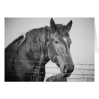 Horses Behind the Fence in Black and White Cards