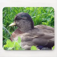 Call Duck Drake Mouse Pad