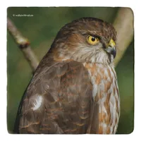 Gorgeous Sharp-Shinned Hawk Comes A-Callin' Trivet
