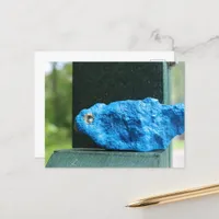 Adorable Bluebird Rock Postcard
