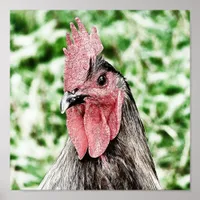 Blue Rooster Digital Art Poster
