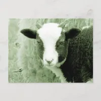 Sweetheart's Lamb in Greenish Tones Postcard