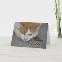 Cat, O Brother, Belated Birthday Card