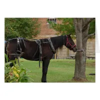 Amish Horse