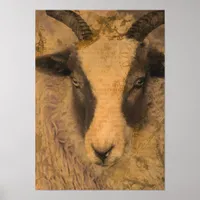 Sepia Ewe  Poster