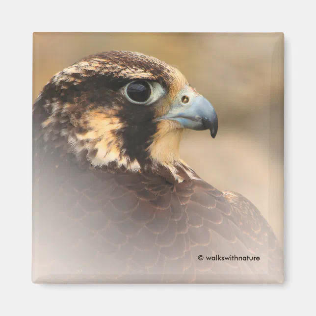 Vignetted Profile of a Peregrine Falcon Magnet