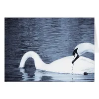 Swans Feeding