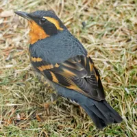 WWN Bird's Eye View of a Varied Thrush