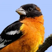 WWN Beautiful Black-Headed Grosbeak in the Tree