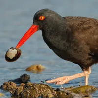 WWN Black Oystercatcher Enjoying Seaside Dining